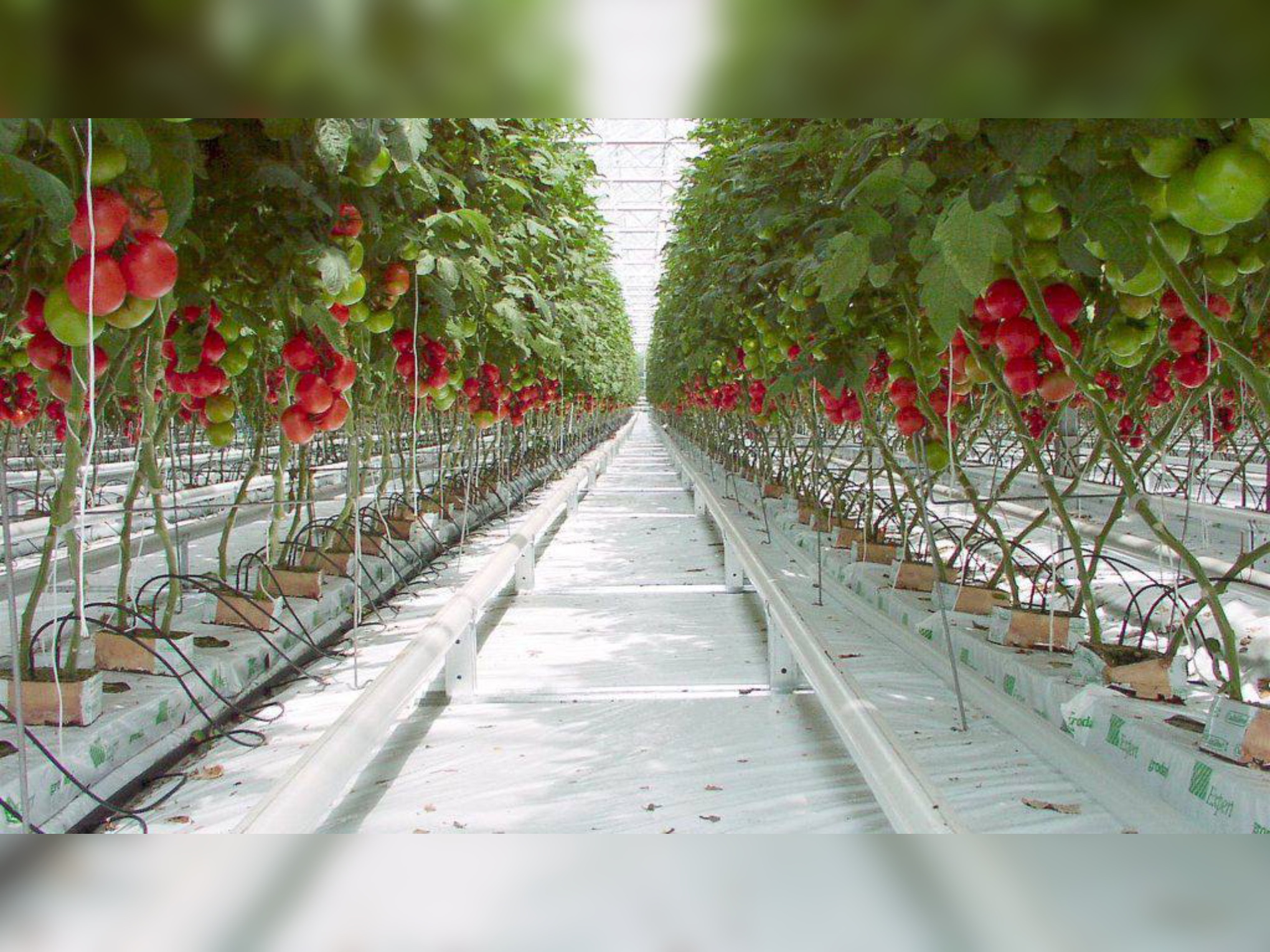 Перша заступниця начальника ОВА Наталя Заболотна розповіла про використання фермерами Вінниччини грантів «єРобота»