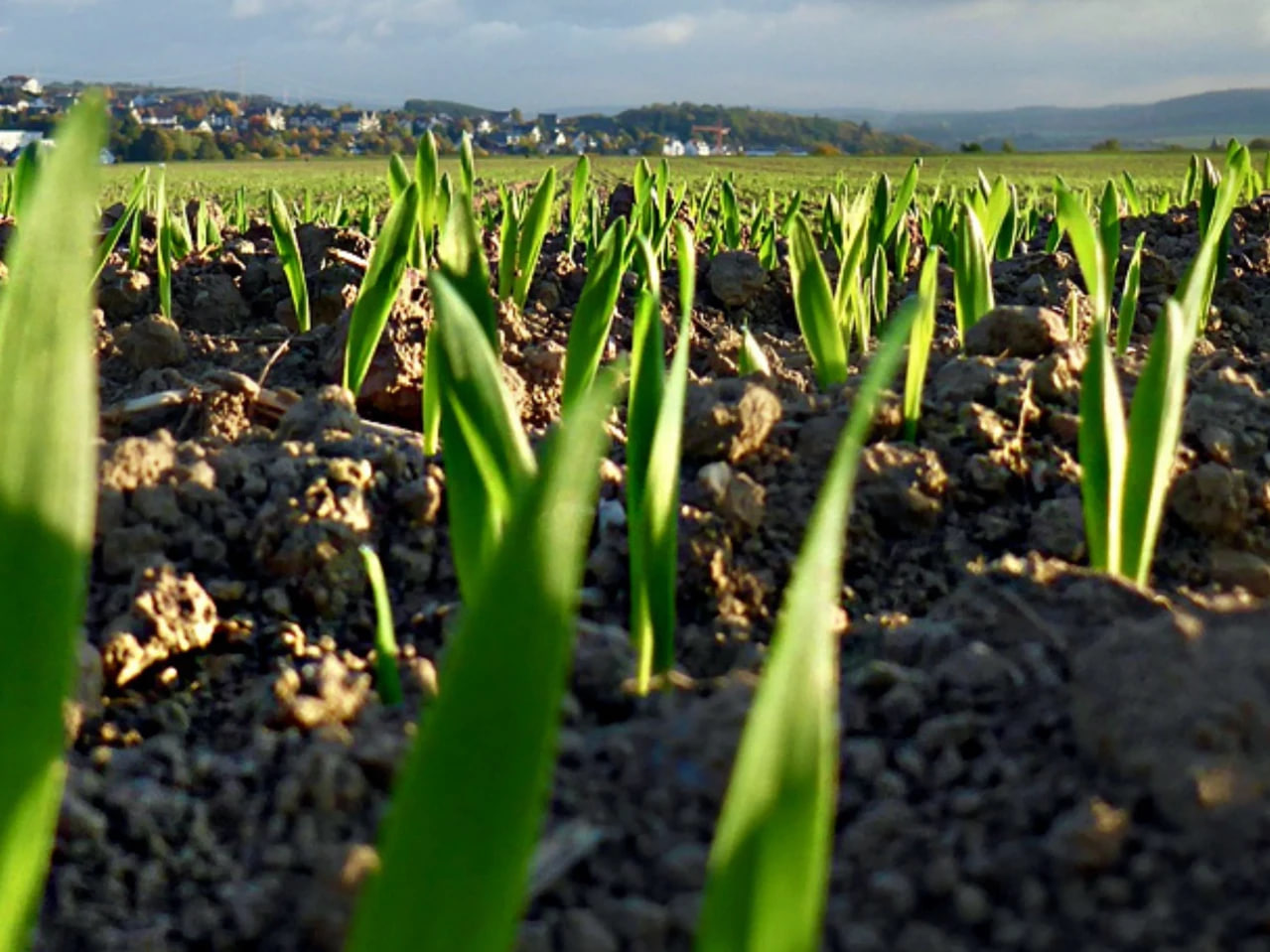 На Вінниччині аграрії розпочали перше підживлення озимих культур