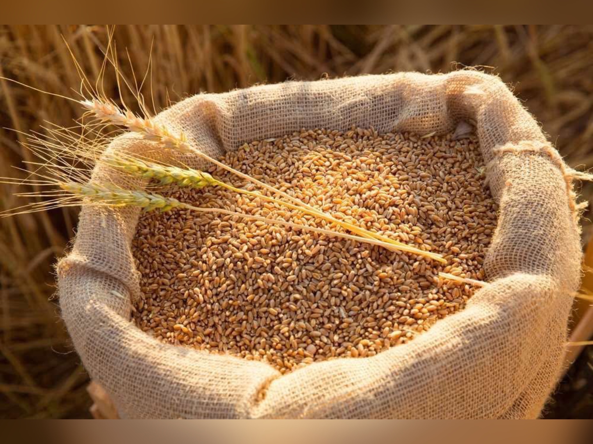 Аграріями Вінниччини намолочено понад 4,8 млн. тонн зерна