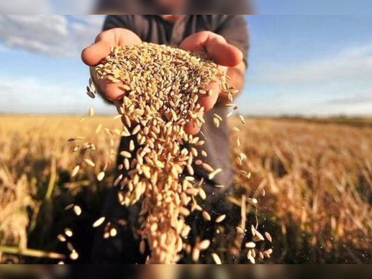 Аграріями Вінниччини намолочено 4,8 млн тонн зерна