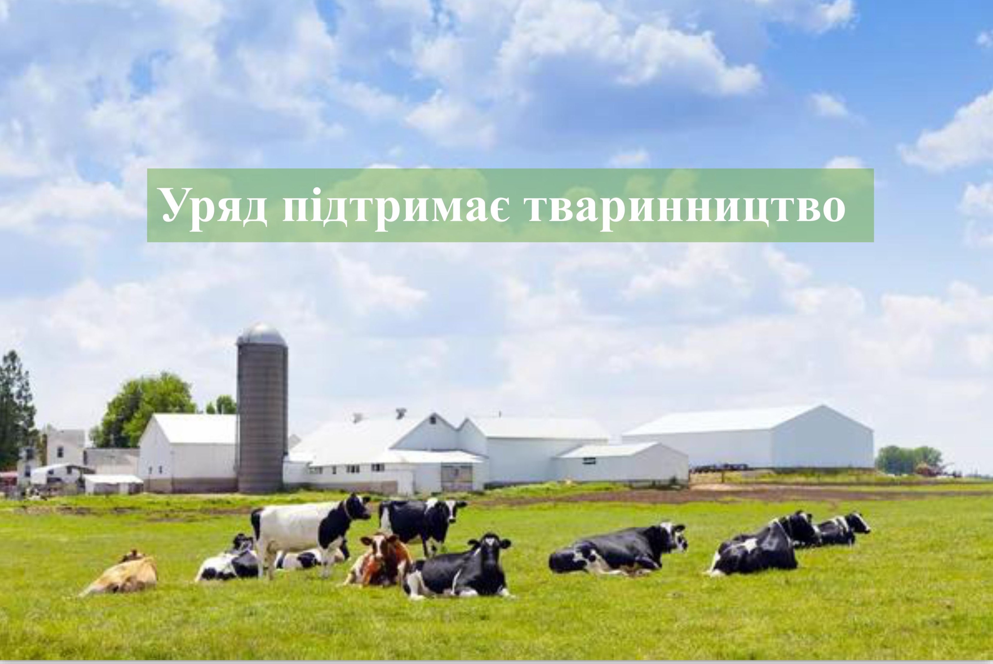Корови на полі: декілька стоять, інші лежать, на задньому фоні господарські будівлі
