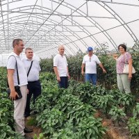 Директор та фахівці Департаменту в модульній теплиці, в якій дозрівають  помідори, перець та баклажани